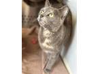 Adopt 18742-Lucille Ball-Petsense a Domestic Shorthair / Mixed cat in Covington