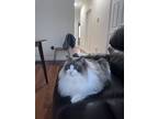 Adopt July a White (Mostly) Ragdoll / Mixed (long coat) cat in Union City