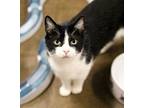 Adopt Rogue a Domestic Mediumhair / Mixed (short coat) cat in Fallbrook