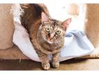 Adopt Ginger a Domestic Shorthair / Mixed (short coat) cat in Fallbrook