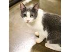 Adopt Dutchess a Domestic Shorthair / Mixed (short coat) cat in Fallbrook