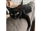 Adopt Bella a All Black Domestic Shorthair / Mixed (short coat) cat in Orlando