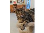 Adopt Kaluma a Brown Tabby Domestic Shorthair (short coat) cat in Fremont