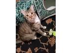 Adopt Johnny a Brown Tabby Tabby / Mixed (short coat) cat in Long Beach