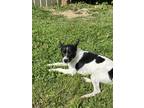 Adopt Scooter a Tricolor (Tan/Brown & Black & White) Jack Russell Terrier /