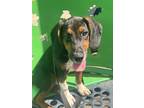 Adopt Crown a Tricolor (Tan/Brown & Black & White) Beagle / Mixed dog in