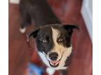 Adopt Lupin a Black - with White Border Collie / Labrador Retriever / Mixed dog