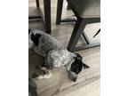 Adopt Lovey a Gray/Blue/Silver/Salt & Pepper Australian Cattle Dog / Border