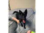 Adopt April a Australian Kelpie / Mixed Breed (Medium) / Mixed dog in Barron