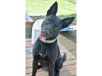 Adopt Chacha a Black Mixed Breed (Medium) / Mixed dog in Boerne, TX (41107316)