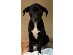 Adopt Barker a Black Mixed Breed (Medium) / Mixed dog in Natchez, MS (41337674)