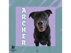 Adopt Archer a Black Mixed Breed (Medium) / Mixed dog in Ashtabula