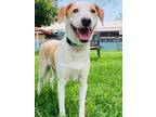 Adopt Marshmallow a Tan/Yellow/Fawn Retriever (Unknown Type) / Mixed dog in San