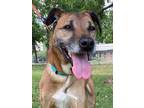 Adopt Moose a Brown/Chocolate Shepherd (Unknown Type) / Mixed Breed (Medium) /