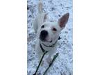 Adopt Blanco a Blue Heeler / Mixed dog in Lincoln, NE (41338127)