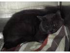 Adopt David a Domestic Shorthair / Mixed cat in Pomona, CA (41336224)