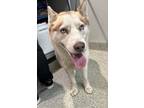Adopt Chase* a Siberian Husky / Mixed dog in Pomona, CA (41338116)