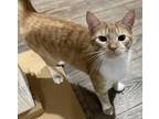Adopt Milo a Orange or Red (Mostly) American Shorthair / Mixed (short coat) cat