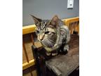 Adopt Izzy a Gray, Blue or Silver Tabby Domestic Shorthair / Mixed (short coat)