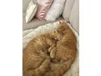 Adopt Bonded Cats a Orange or Red American Shorthair / Mixed (short coat) cat in