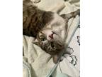 Adopt PRINGLES a Brown Tabby Domestic Shorthair (short coat) cat in Woodway