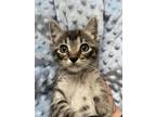 Adopt ZEBRA a Brown Tabby Domestic Shorthair (short coat) cat in Woodway