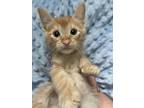 Adopt GIRAFFE a Orange or Red Tabby Domestic Shorthair (short coat) cat in