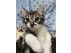 Adopt ELEPHANT a Brown Tabby Domestic Shorthair (short coat) cat in Woodway