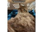 Adopt Brownie a Brown Tabby Domestic Mediumhair (long coat) cat in Woodway