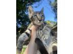 Adopt RHINO a Brown Tabby Domestic Shorthair (short coat) cat in Woodway