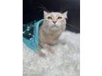 Adopt Shrimp a Turkish Angora / Mixed (long coat) cat in Woodway, TX (41338144)