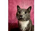 Adopt Felix a Gray or Blue (Mostly) Domestic Shorthair (short coat) cat in