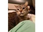 Adopt GIZMO a Spotted Tabby/Leopard Spotted Domestic Shorthair cat in Woodway