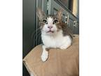 Adopt Fiona a Brown Tabby Domestic Shorthair / Mixed (short coat) cat in
