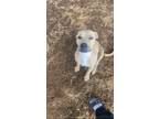Adopt Ej a Tan/Yellow/Fawn - with White Mutt / Mixed dog in Wildwood