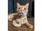 Adopt PORRIDGE a Orange or Red Tabby Domestic Shorthair (short coat) cat in