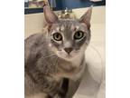 Adopt Bologna a Gray, Blue or Silver Tabby Domestic Shorthair (short coat) cat