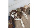 Adopt Luca a Brown/Chocolate - with White Husky / Mixed dog in San Antonio