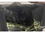 Adopt Ears a Black Satin / Satin / Mixed (short coat) rabbit in Cleveland