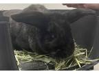 Adopt Ears a Black Other/Unknown / Other/Unknown / Mixed rabbit in Cleveland