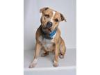 Adopt Kobe a Tan/Yellow/Fawn American Pit Bull Terrier dog in Jefferson City