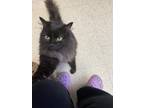 Adopt Storm a Black (Mostly) Domestic Longhair / Mixed (long coat) cat in
