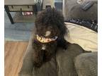 Adopt Vader a Black Cavapoo / Mixed dog in Oak Creek, WI (41337871)