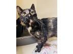 Adopt Asta (Cat Cafe) a All Black Domestic Shorthair / Mixed Breed (Medium) /