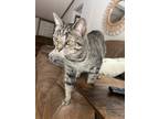 Adopt Stevie a Gray, Blue or Silver Tabby Tabby / Mixed (short coat) cat in
