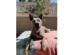 Adopt Zelda a Brindle American Pit Bull Terrier / Mixed dog in Long Beach