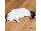 Adopt Jasper a Gray or Blue (Mostly) Domestic Longhair / Mixed (long coat) cat