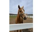 Adopt Nelly Furtado a Cremello Quarterhorse / Quarterhorse / Mixed horse in