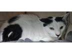 Adopt Ozzy a White Domestic Shorthair / Domestic Shorthair / Mixed cat in Key