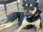 Adopt mason a Black - with Tan, Yellow or Fawn German Shepherd Dog / Rottweiler